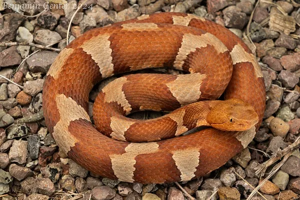 Agkistrodon laticinctus