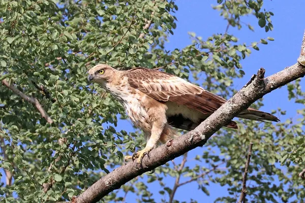 Changeable hawk-eagle