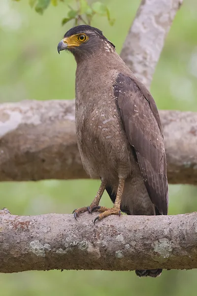 Crested serpent eagle