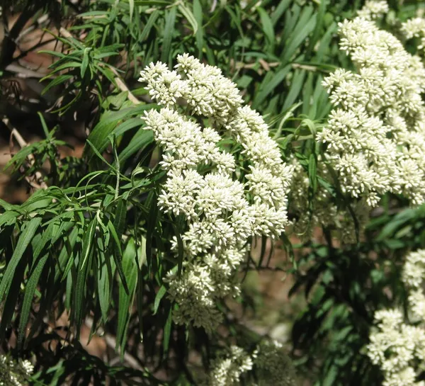 Cassinia