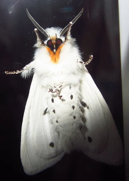 Agreeable tiger moth