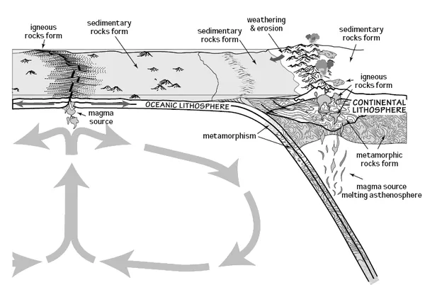 Calcium cycle