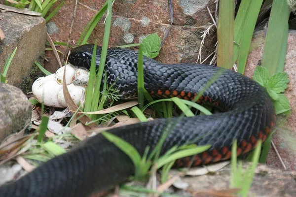 Egg predation