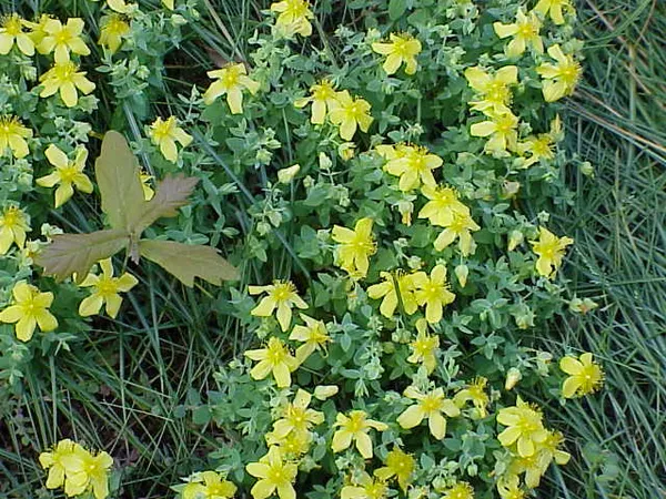 Hypericum cerastioides