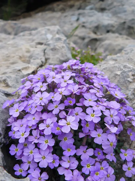 Aubrieta