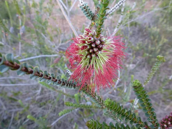 Beaufortia (plant)