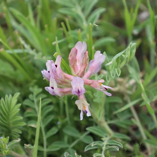 Astragalus plattensis