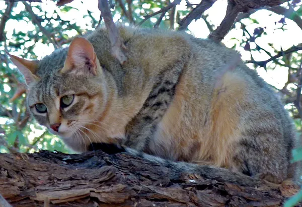 Domestication of the cat