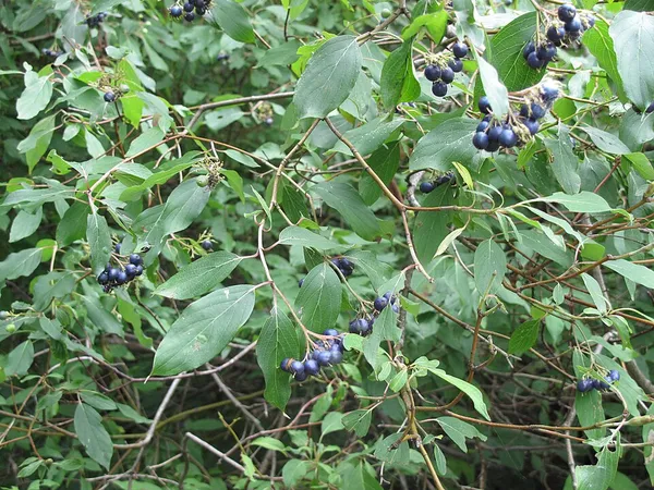 Cornus obliqua