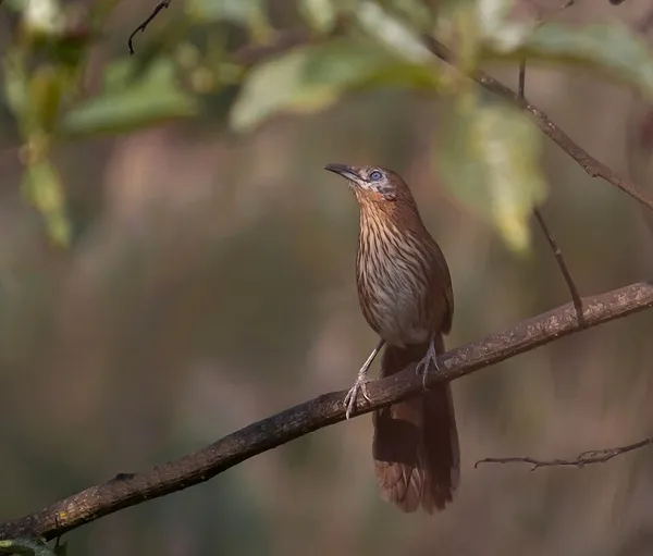 Fauna of Nepal