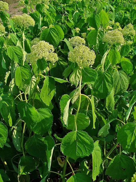 Hydrangea arborescens