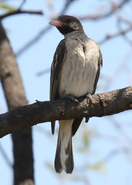 Greater honeyguide