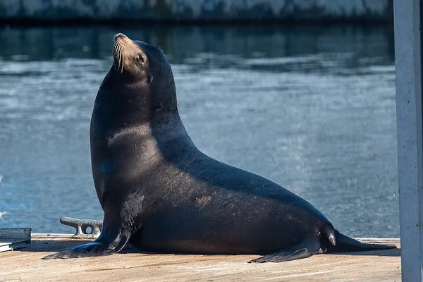 California sea lion