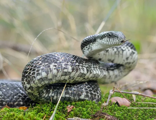 Central ratsnake