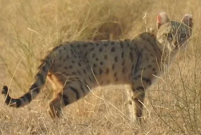 Asiatic wildcat