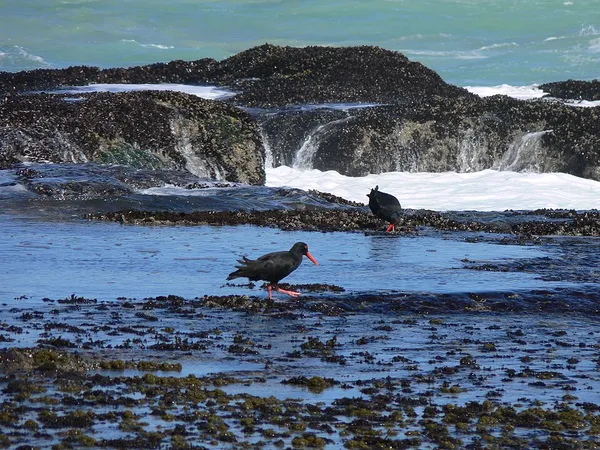 De Hoop Nature Reserve