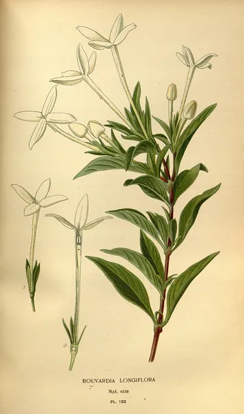Bouvardia longiflora