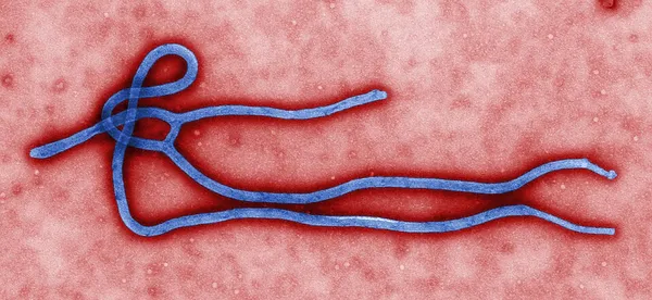 Bibliography of Ebola
