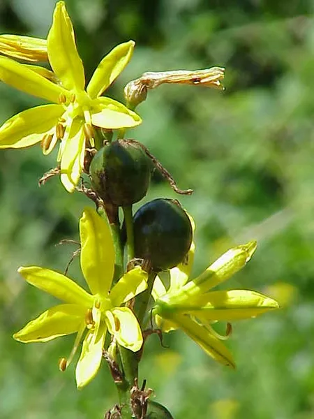 Asphodeloideae