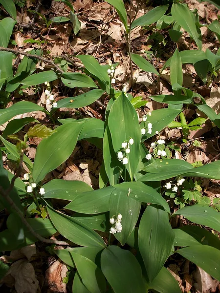 Convallarioideae