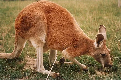 Grazing (behaviour)