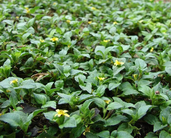 Calyptocarpus vialis