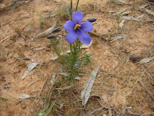 Cheiranthera linearis