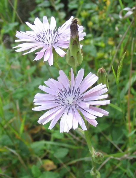 Lactuca