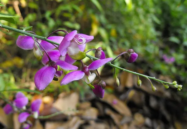 Asemeia (plant)
