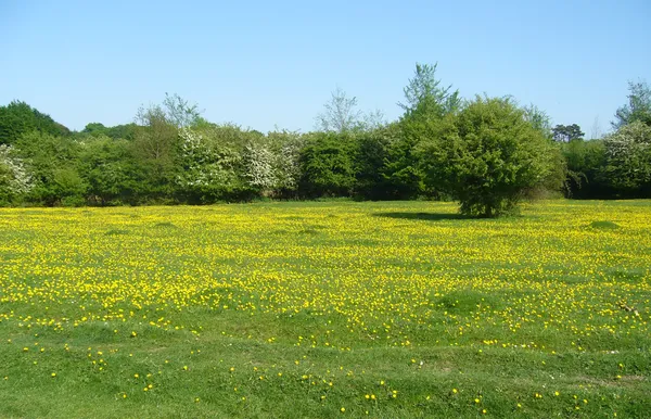Hatfield Forest