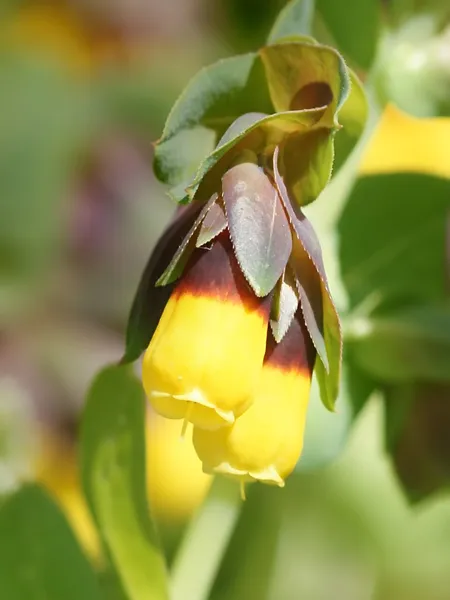 Cerinthe