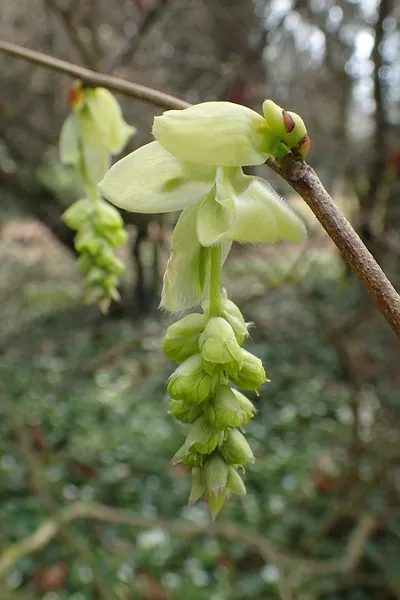 Corylopsis sinensis
