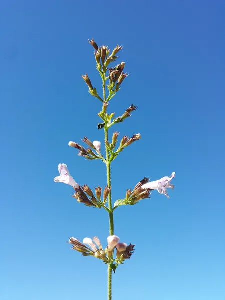 Clinopodium menthifolium