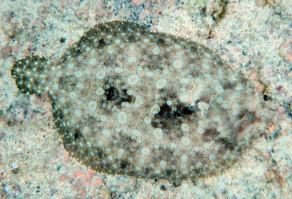 Camouflage
