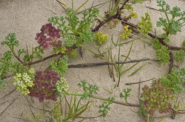 Dasispermum