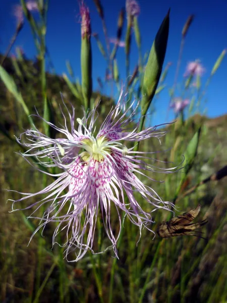 Dianthus broteri