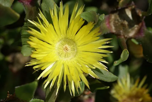 Carpanthea