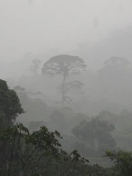 Children's Eternal Rainforest