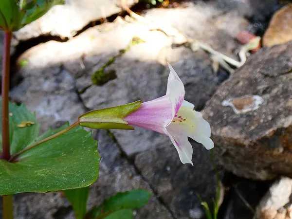Erythranthe naiandina
