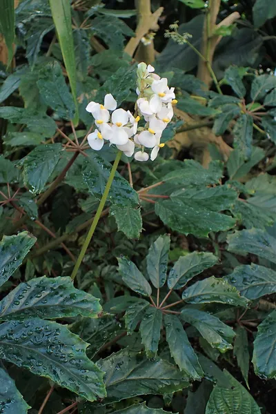 Begonia carolineifolia