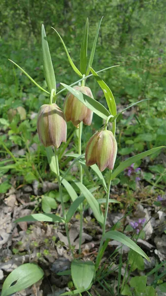 Fritillaria pontica