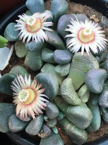 Aloinopsis schooneesii