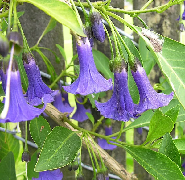 Eriolarynx australis