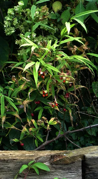 Euonymus cornutus