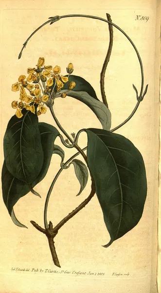 Carolus (plant)