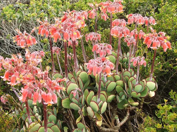 Cotyledon (genus)