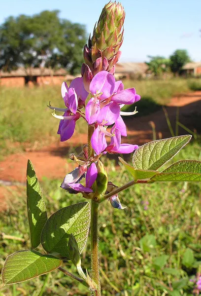 Desmodium intortum
