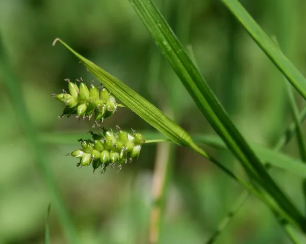 Carex pallescens