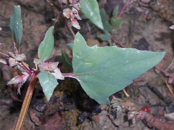 Atriplex prostrata