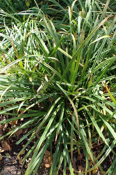 Carex gracillima